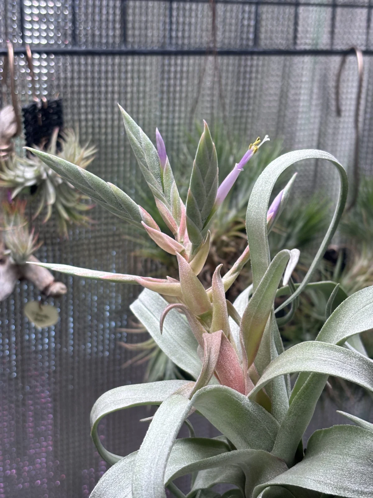 ティランジア ストレプトフィラ 開花