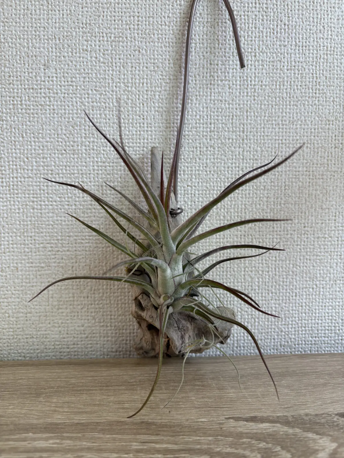 ティランジア　ブルボーサ×バンハイニンギー