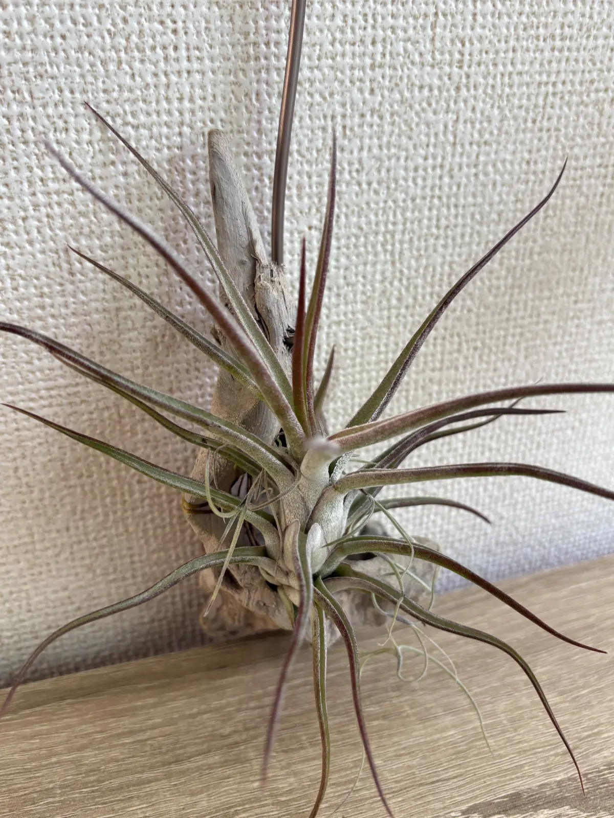 ティランジア　ブルボーサ×バンハイニンギー