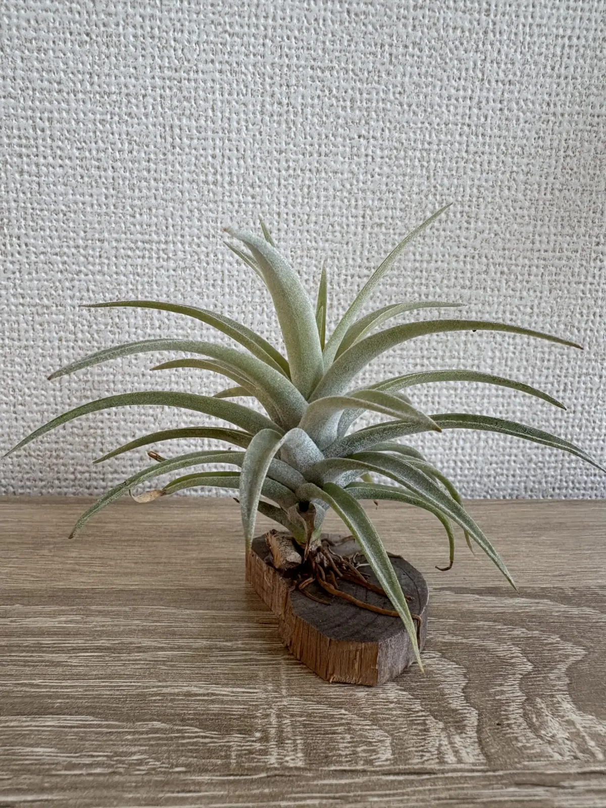 ティランジア　ハリシー　サングロウ