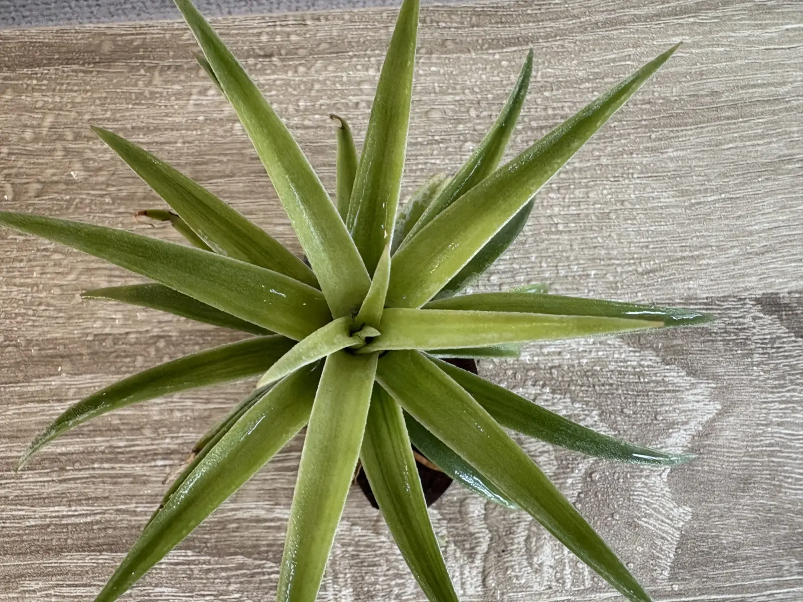 ティランジア　ハリシー　サングロウ