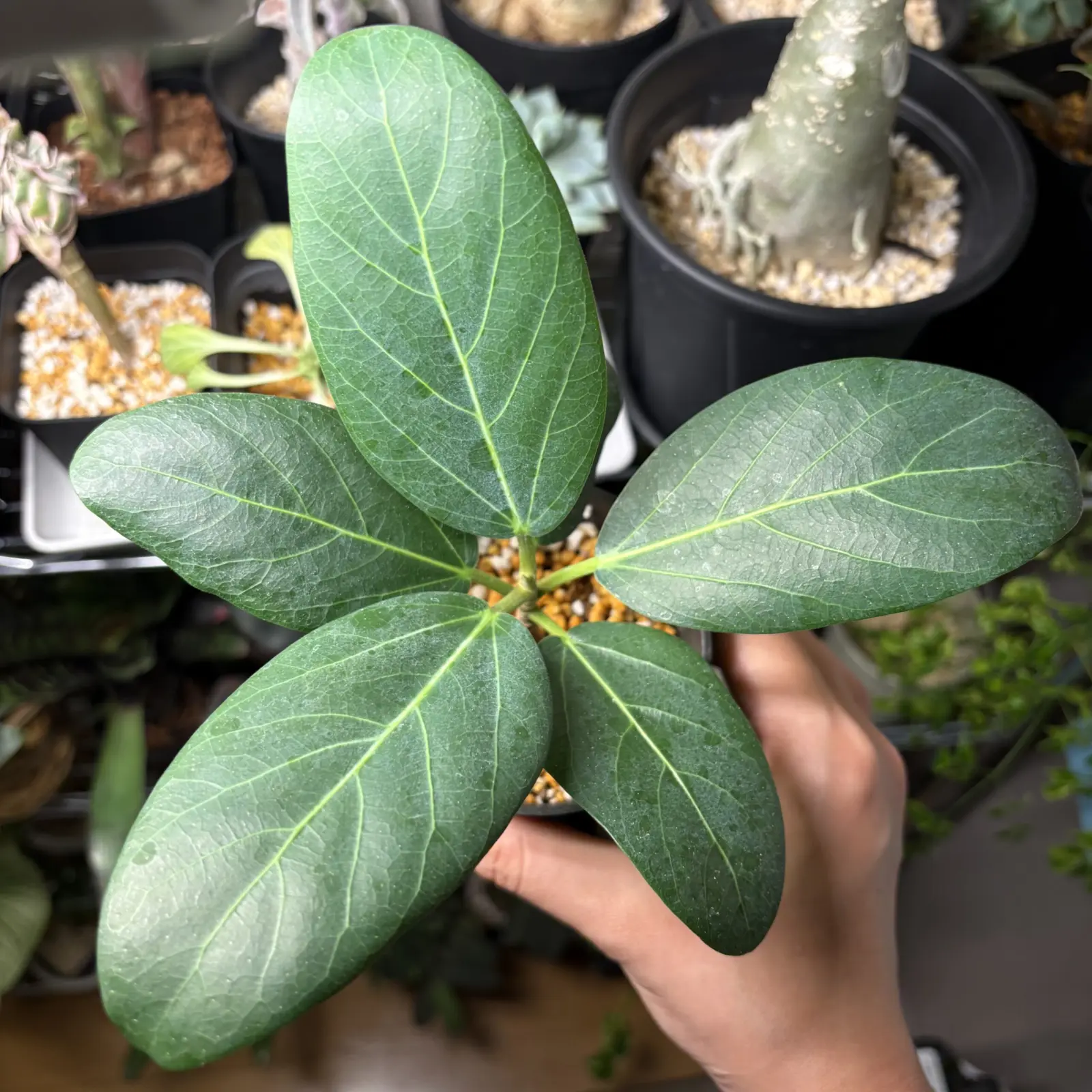 枯れた フィカス ベンガレンシス ②