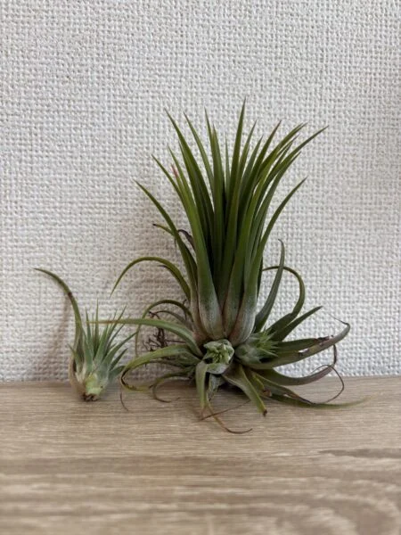 ティランジア　イオナンタ　トリコーム少なめ