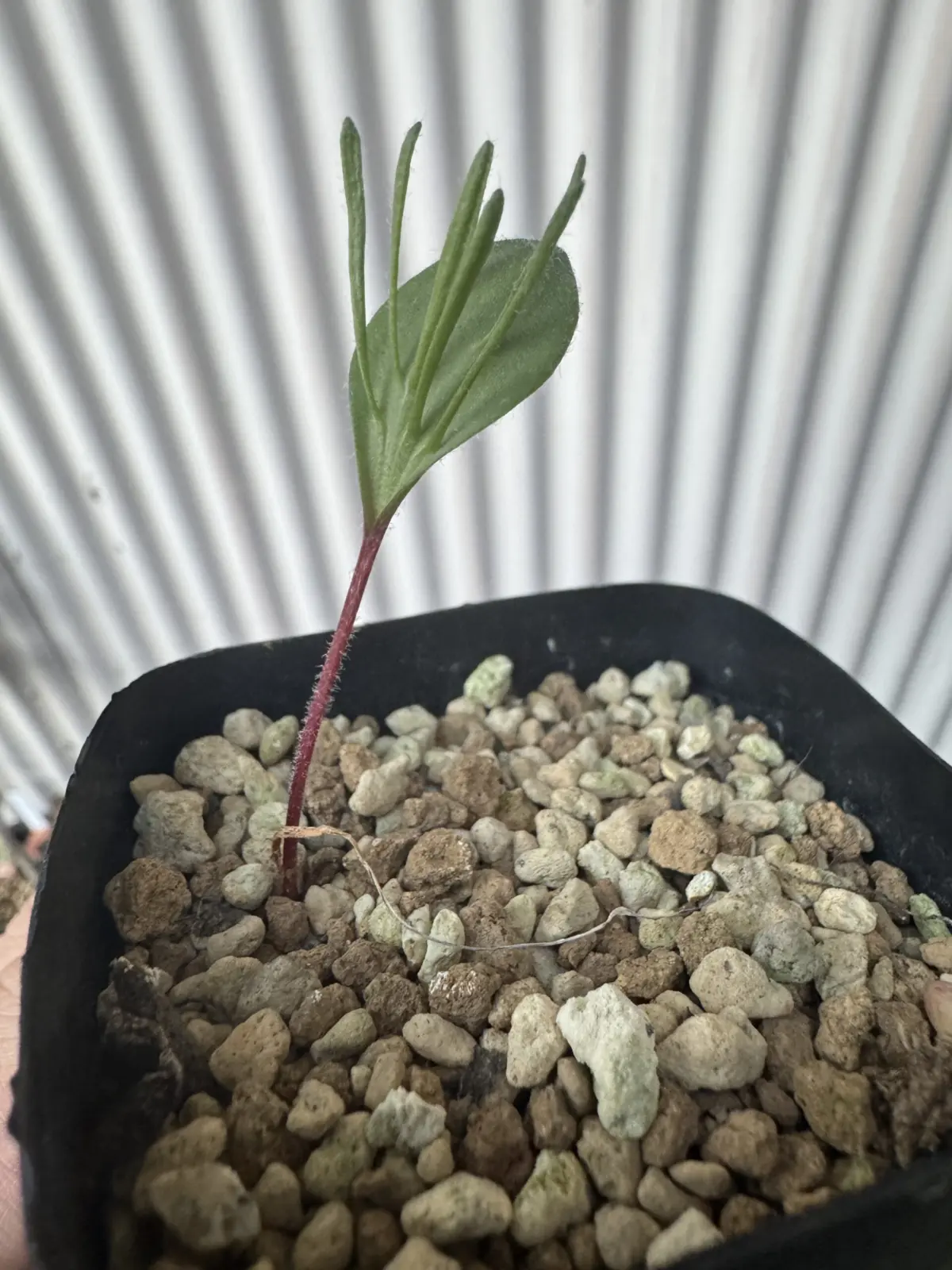 エリオスペルマム sp.アルキコルネ