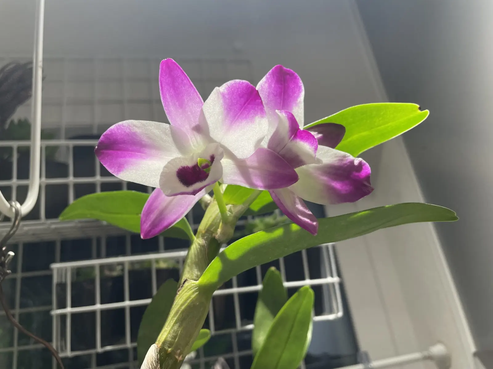 洋蘭　デンドロビウム　ノビル系　花