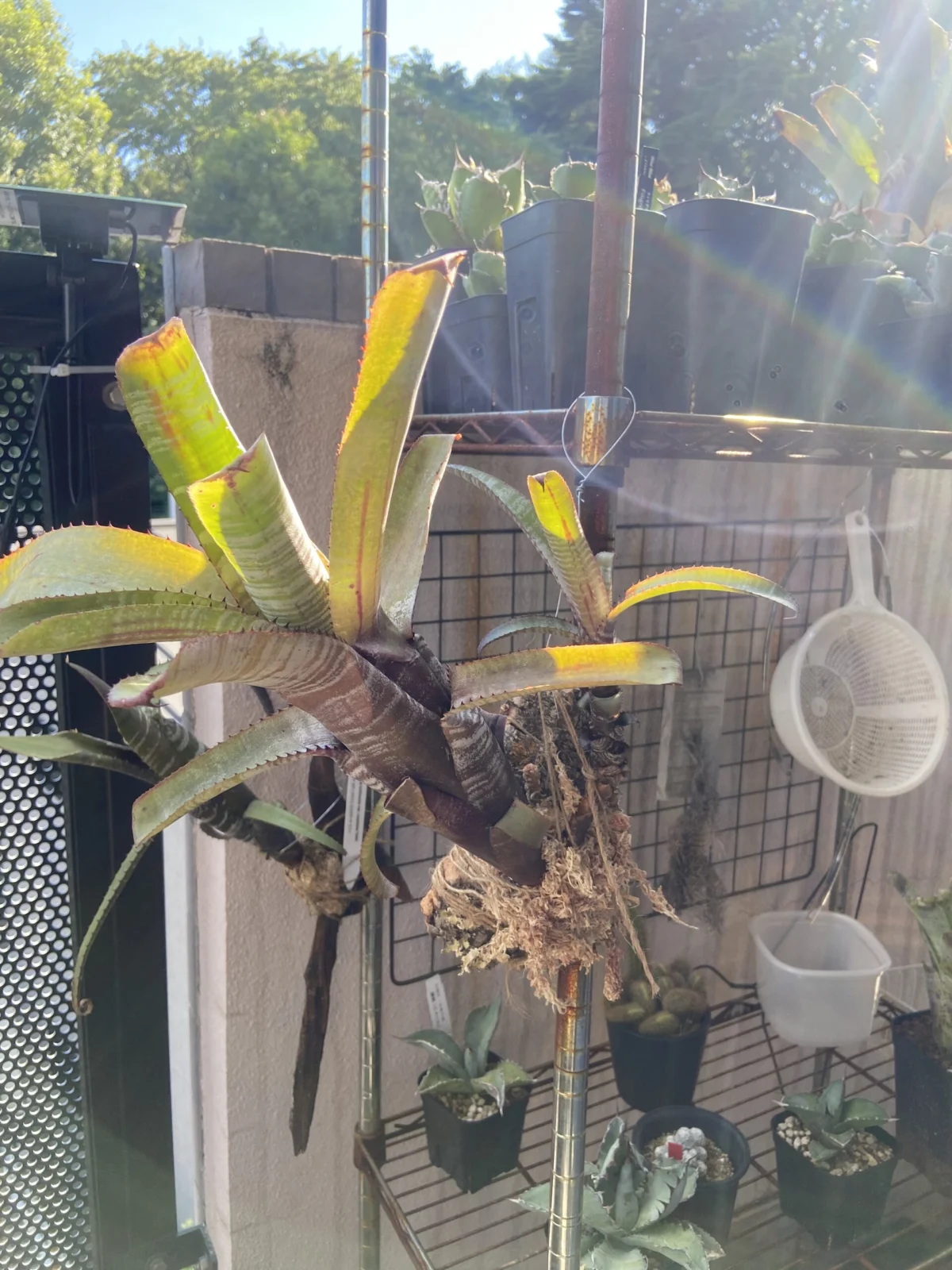 エクメア　ヌディカウリス　パラティ