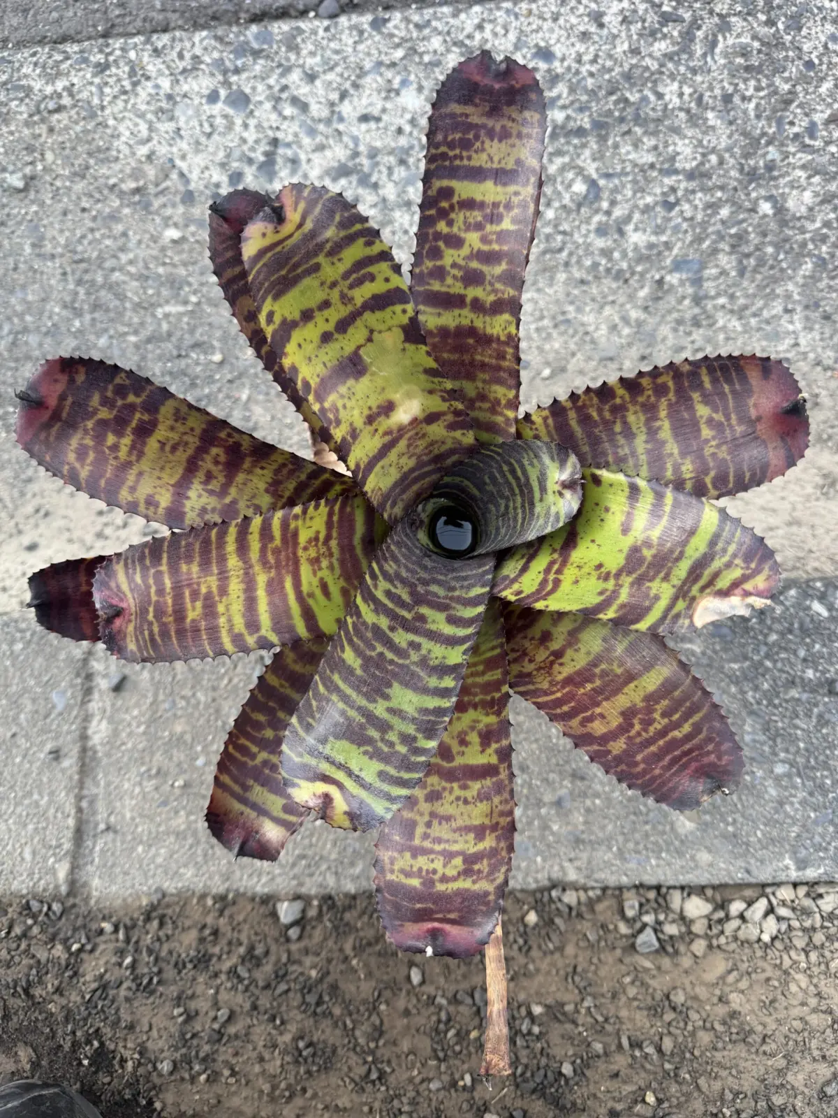 ネオレゲリア　ハンニバルレクター　F2