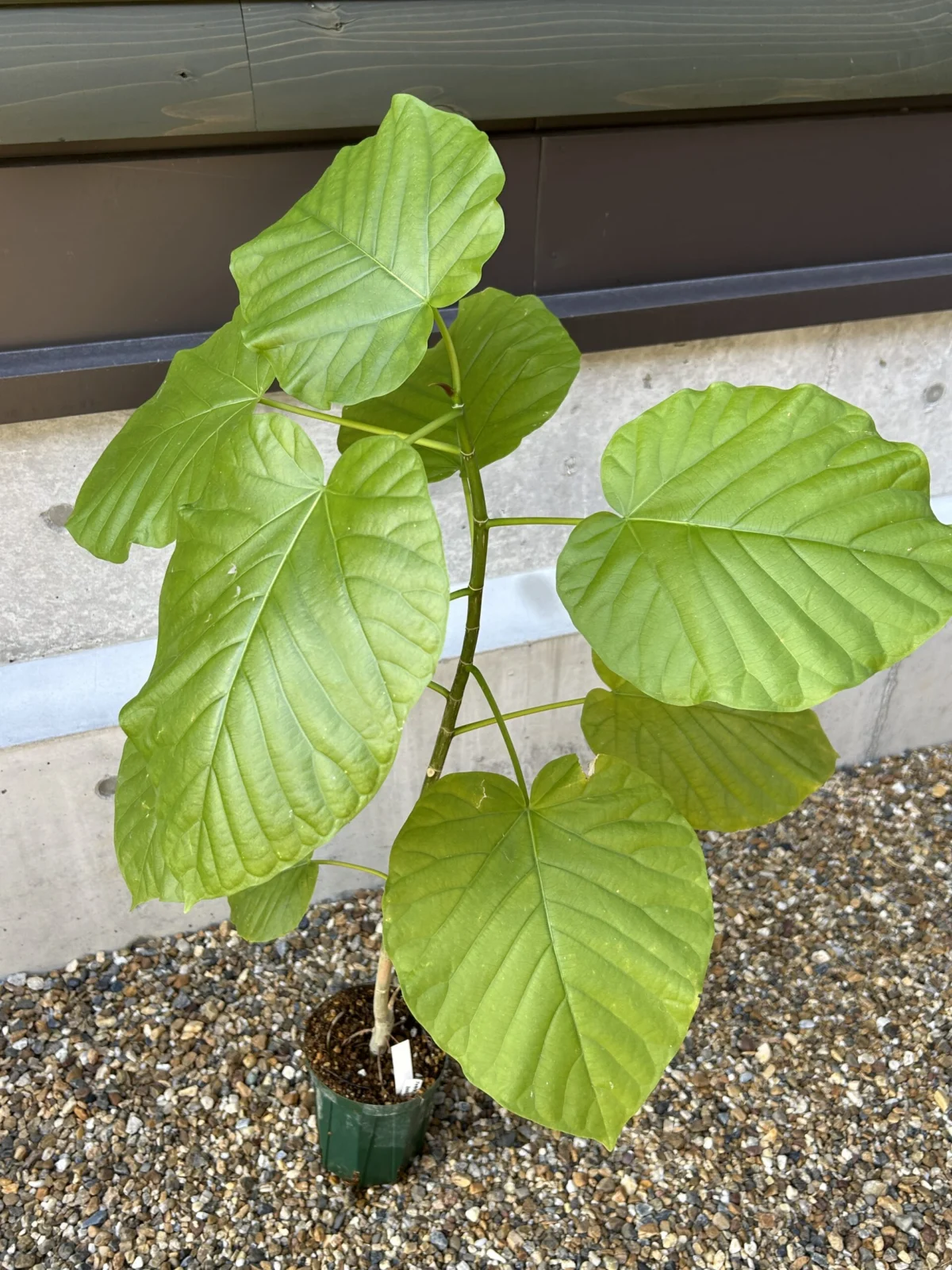 フィカス ウンベラータ