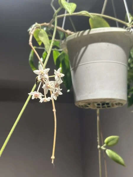 ホヤ　ブオティ