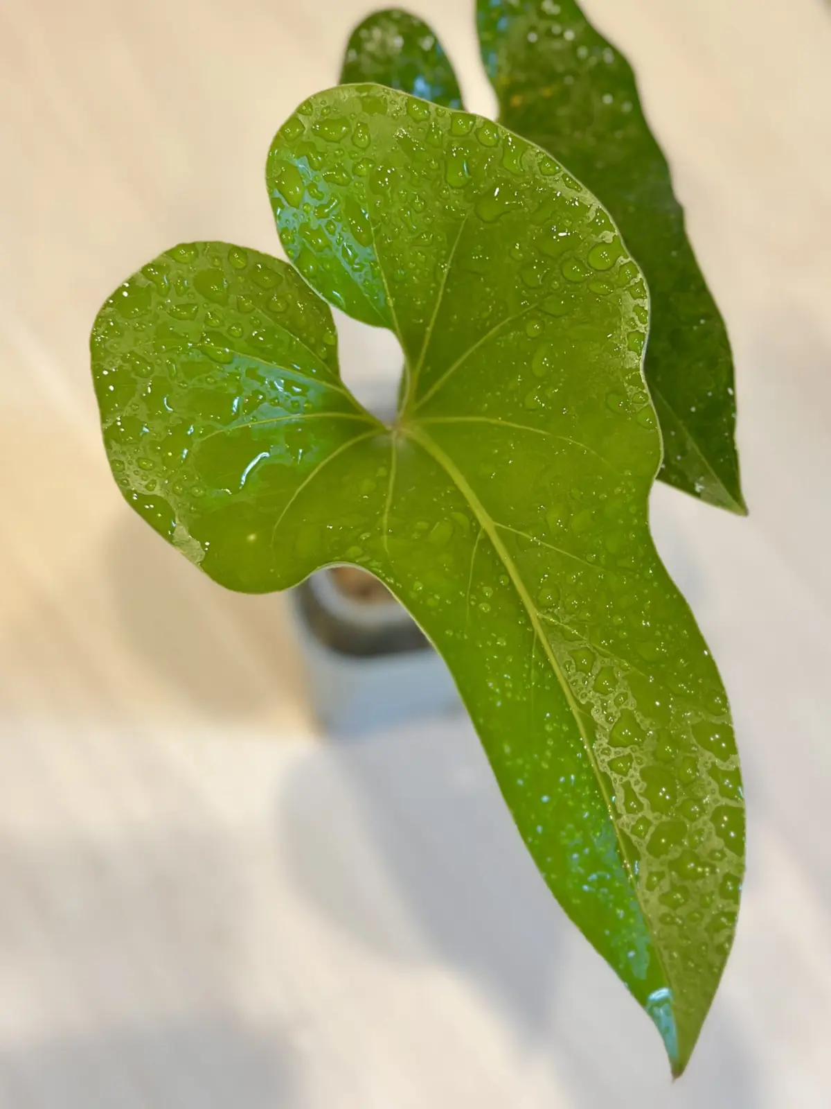 アンスリウム　ブローニー