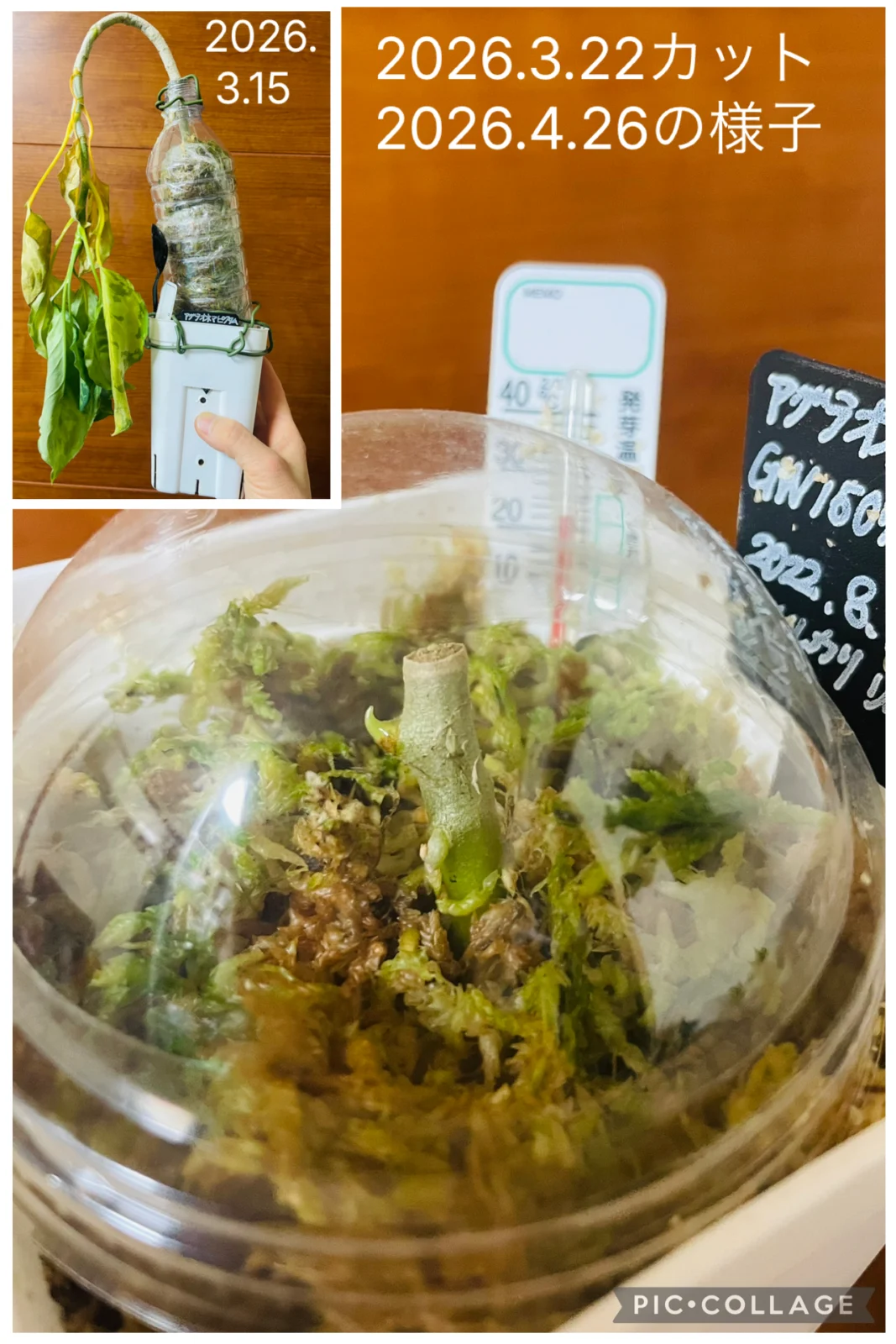 アグラオネマ　ピクタム　GW1507　TB便