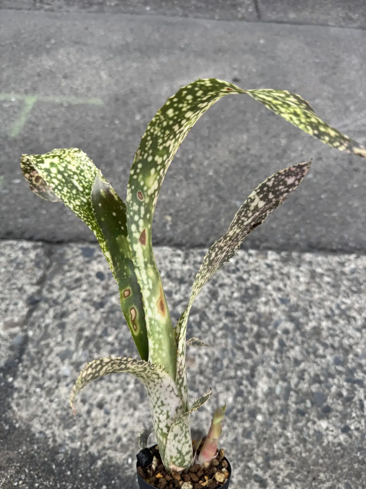 ビルベルギア フラアウワナ