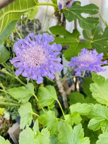スカビオサ　マツムシソウ　開花