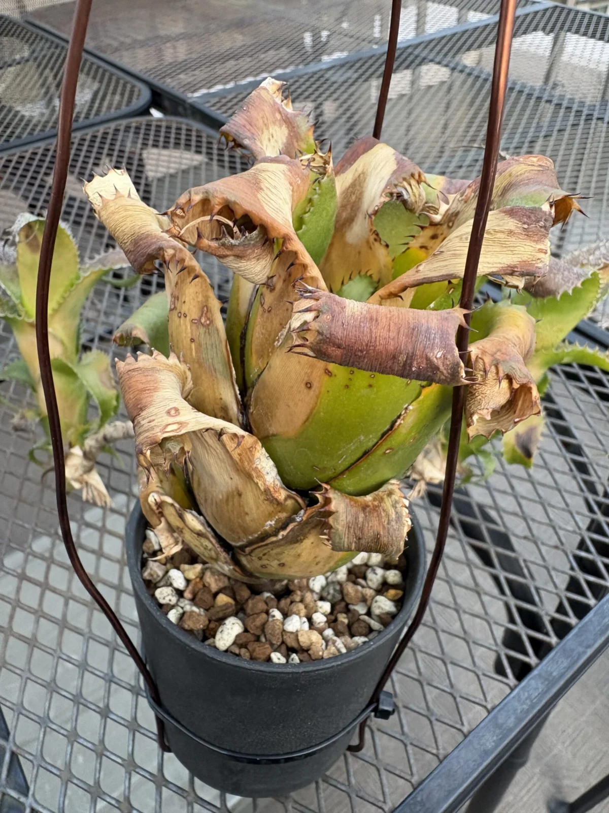 ハイラエアイカム　ムーレアナム　葉焼け