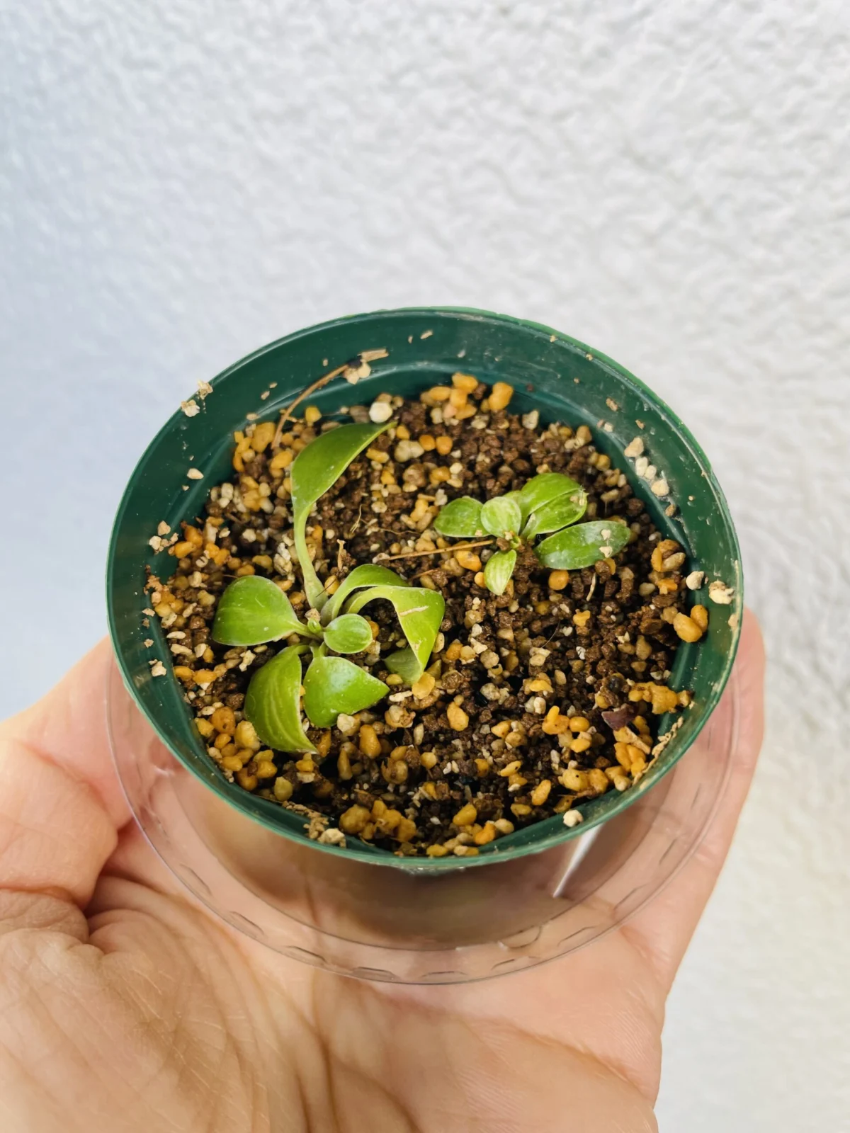 フィロデンドロン　バーキンコンパクト　挿木