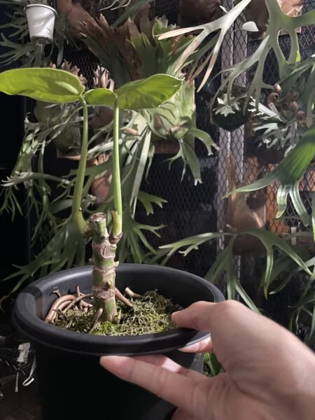 モンステラ デリシオーサ