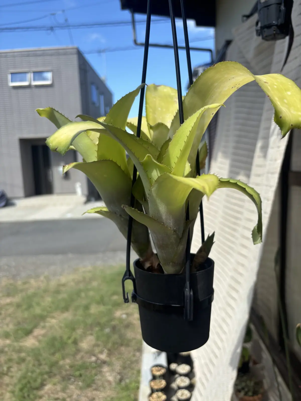 ビルベルギア　サンデリアーナ×何か