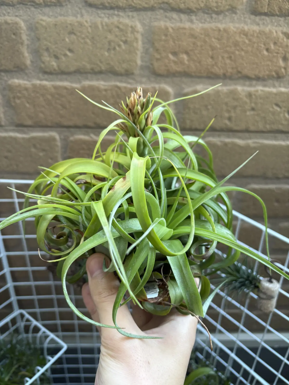 ティランジア　エリックノブロック