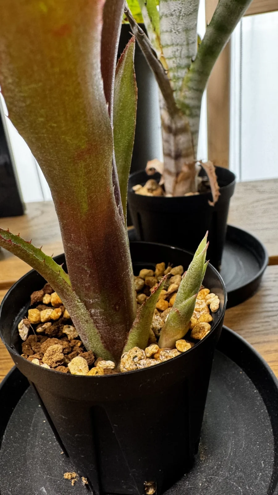 ネオベルギア ベルゼブブ 子株