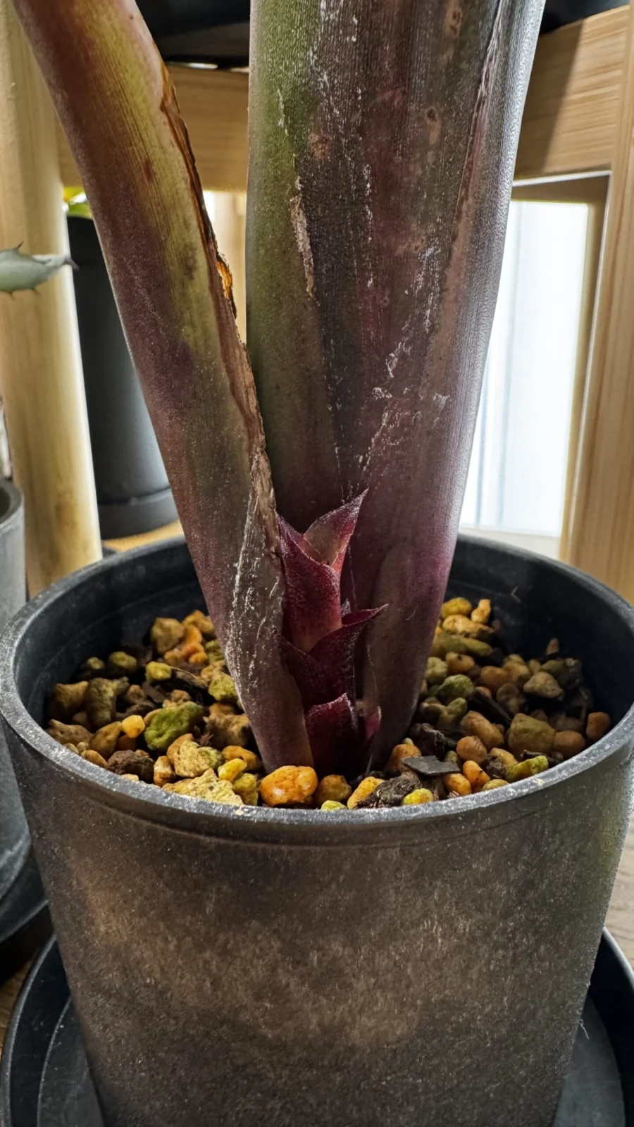 ビルベルギア ハレルヤ 子株