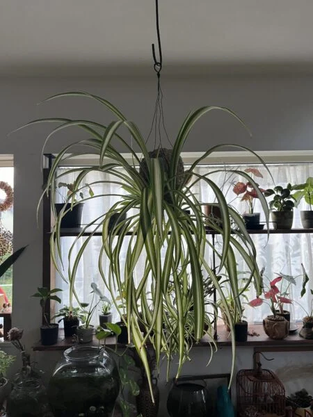 オリヅルラン 苔玉
