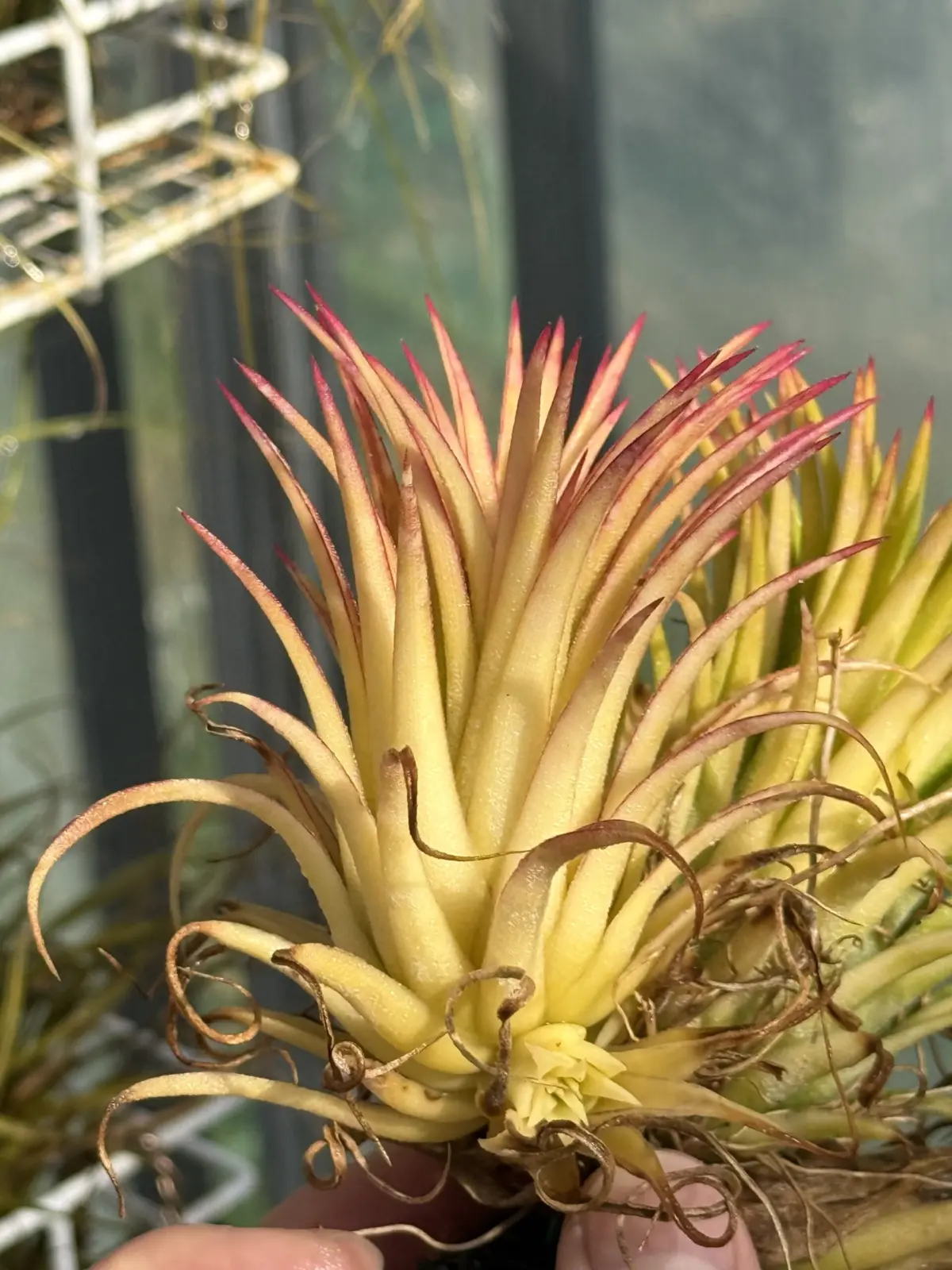 ティランジア イオナンタ ‘ロハ’