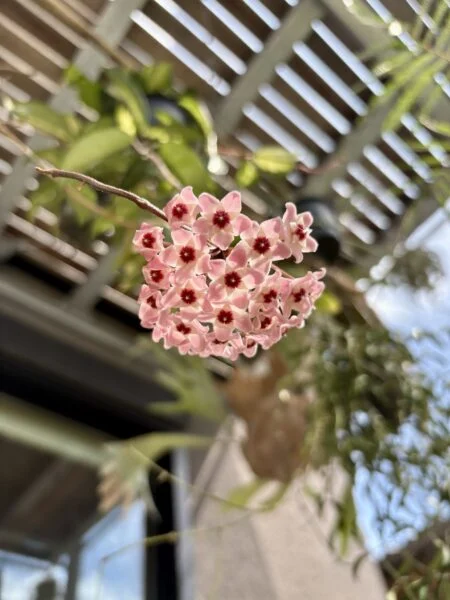 ホヤ カルノーサ エキゾチカ 花