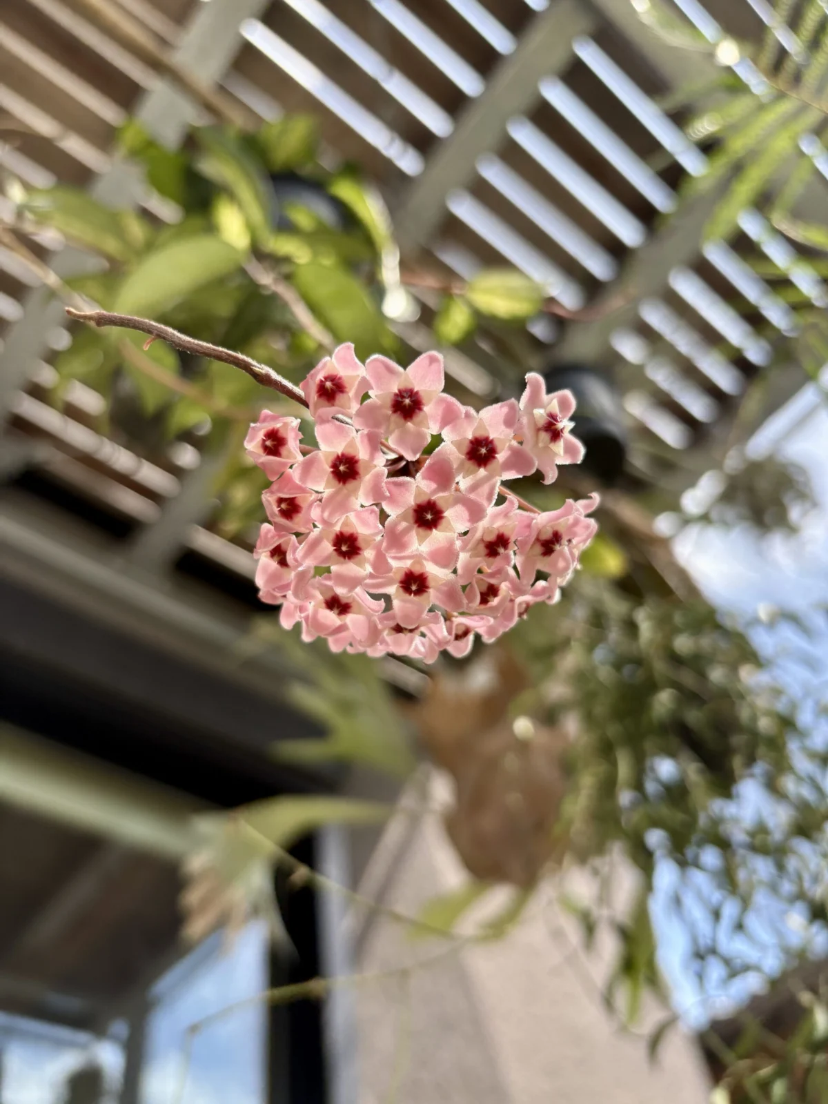 ホヤ　カルノーサ　エキゾチカ　花