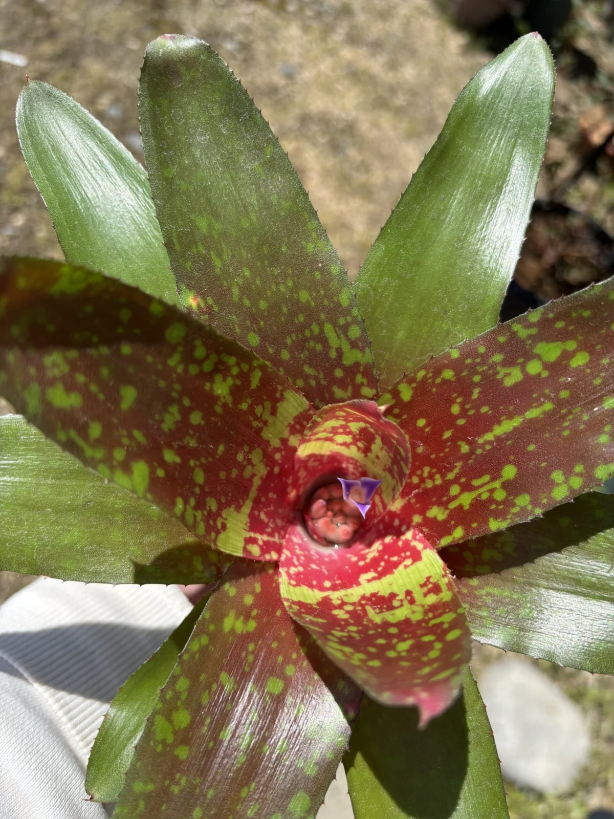 ネオレゲリア　ピグレット