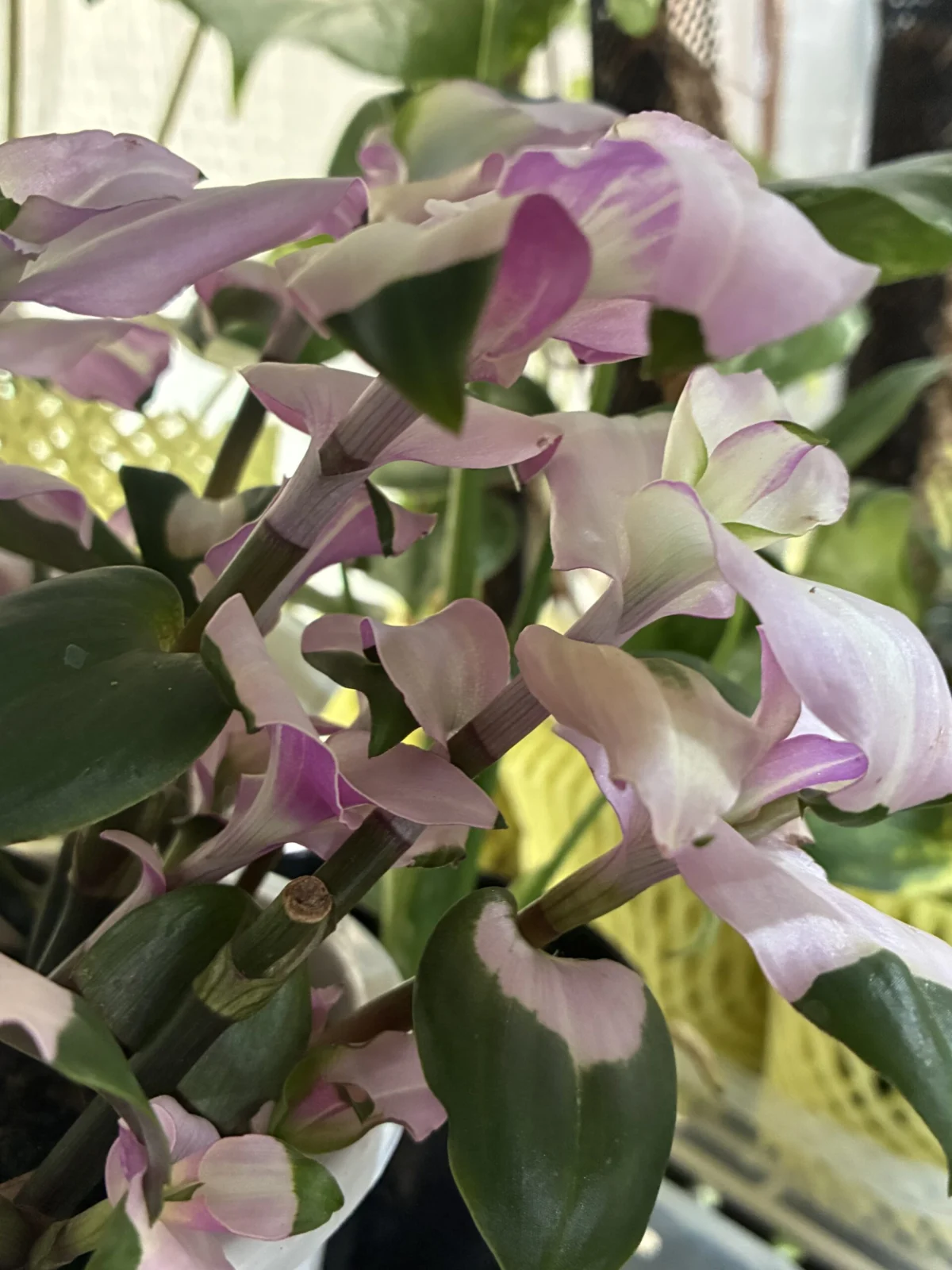 トラディスカンチア　胡蝶の舞