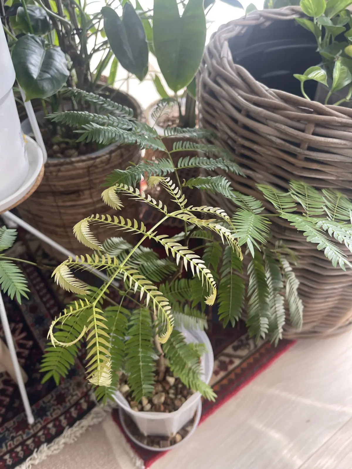 エバーフレッシュ