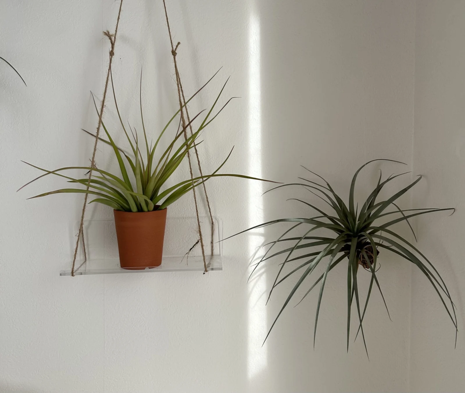 ティランジア　札落ち　と　ファシクラータ　ブランチングスパイク