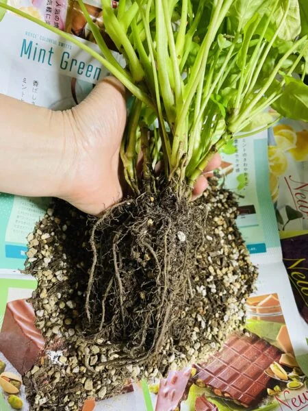 シンゴニウム　ライム　100均　植え替え
