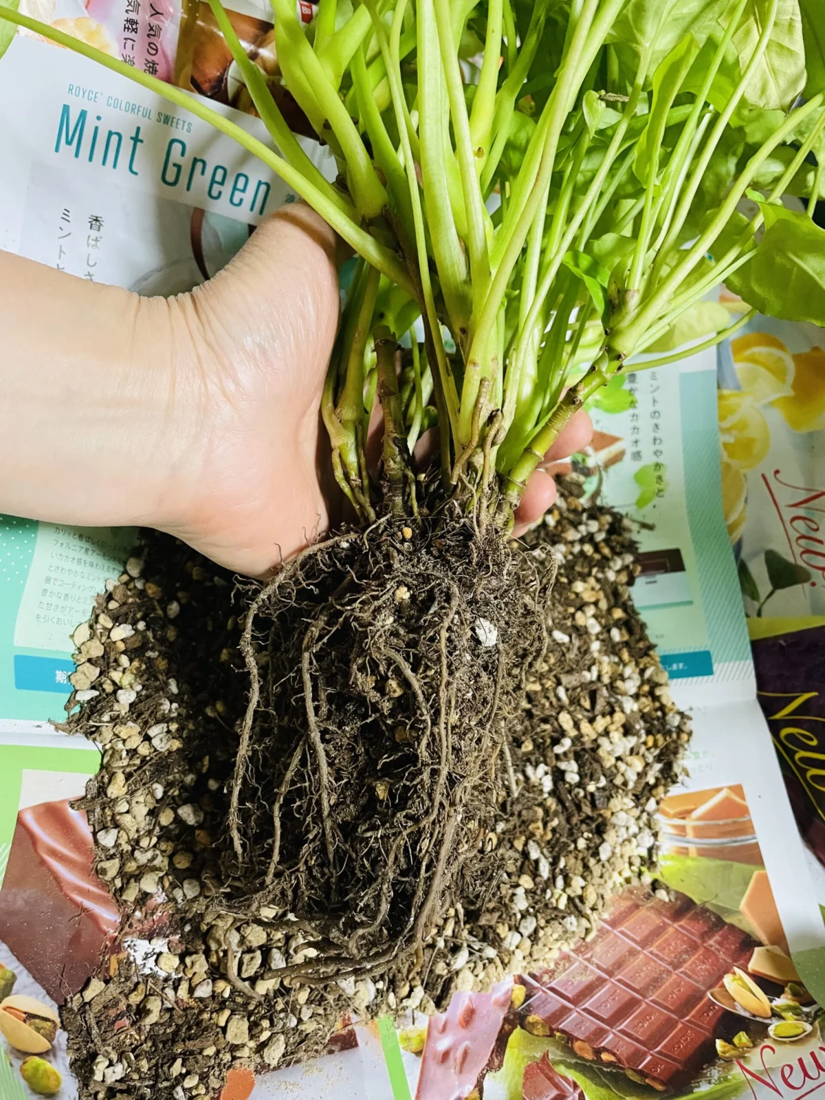 シンゴニウム　100均　植え替え