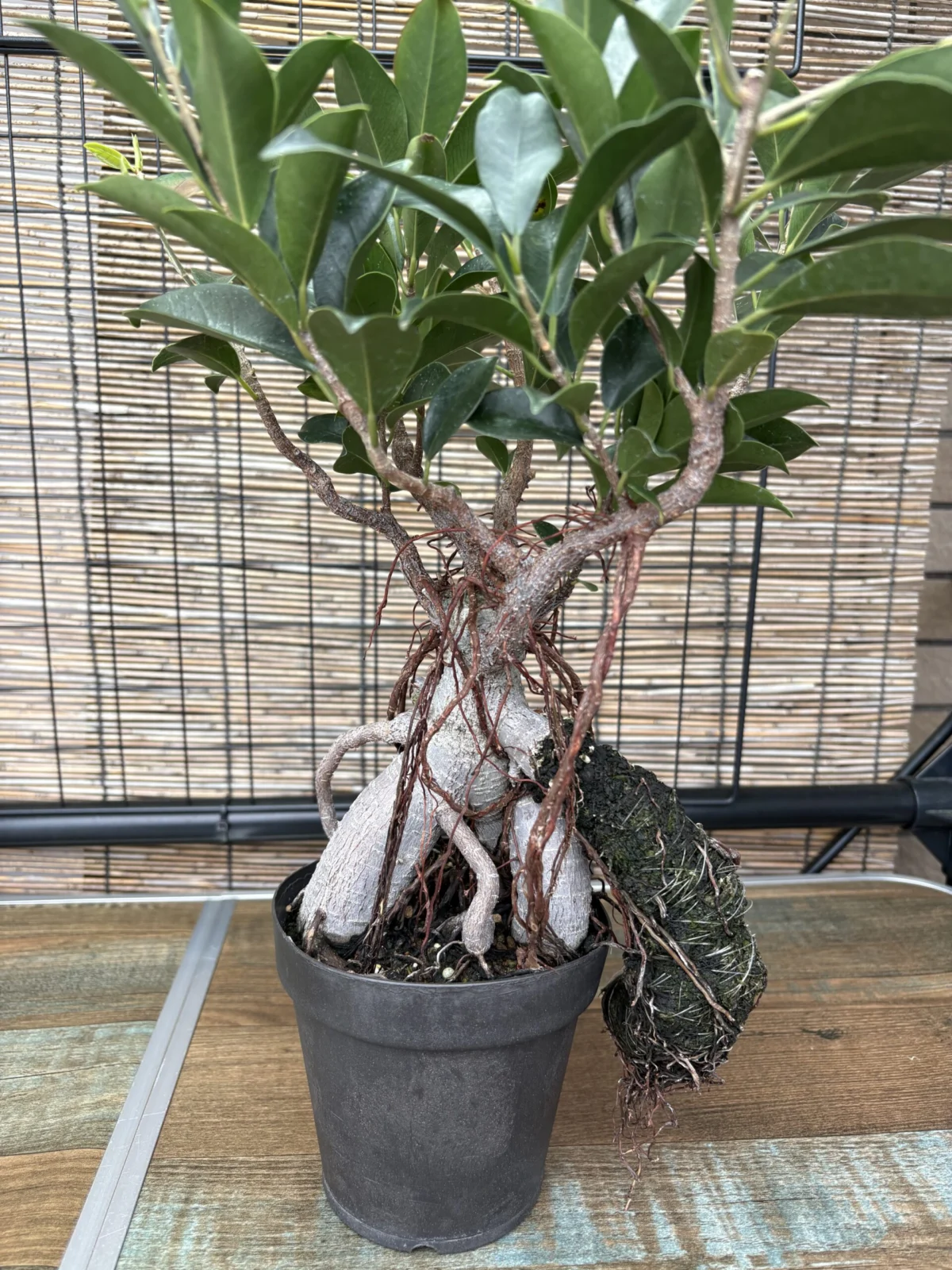 ガジュマル　気根チャレンジ　20