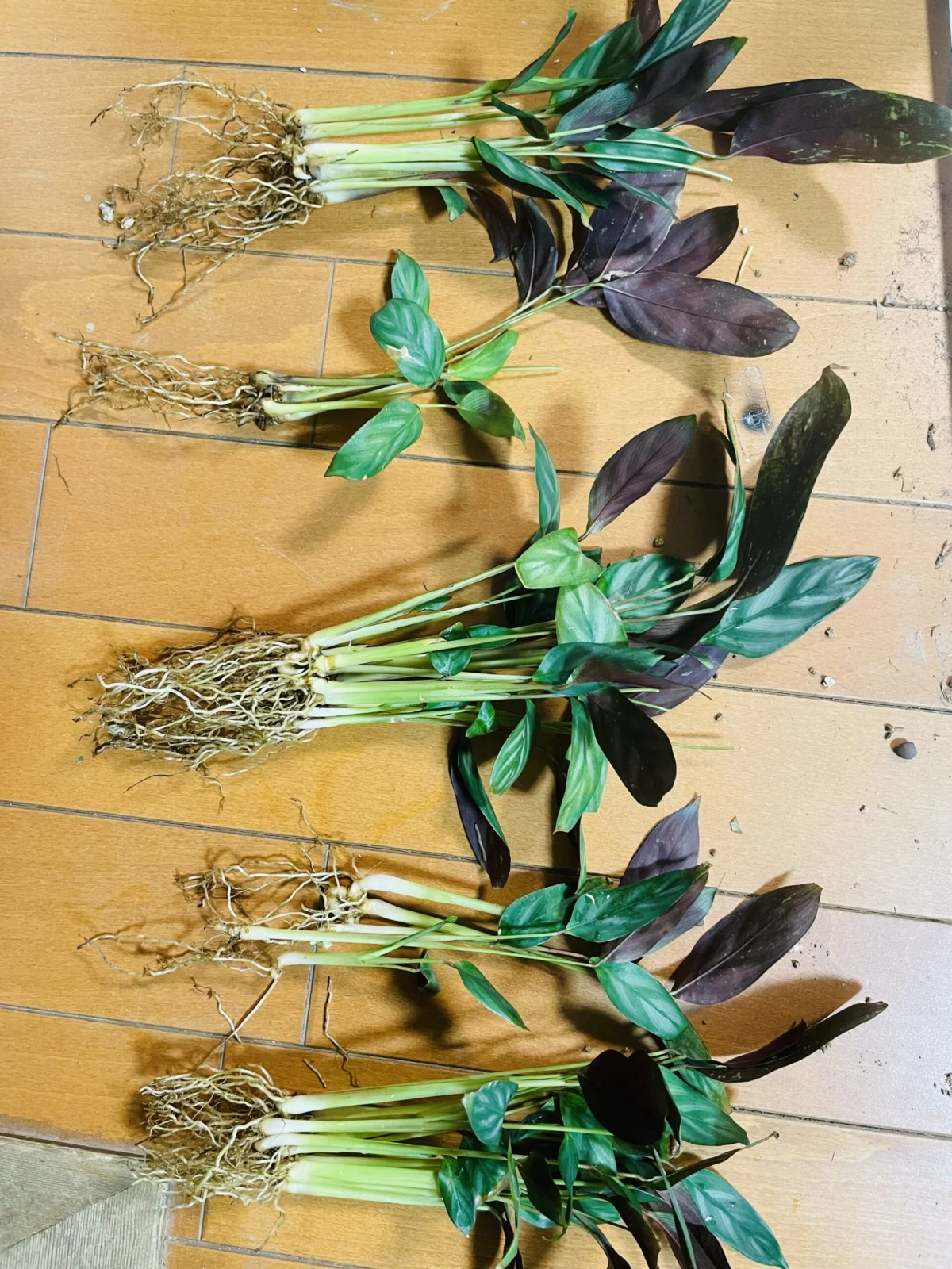 カラテア　フレディ　100均