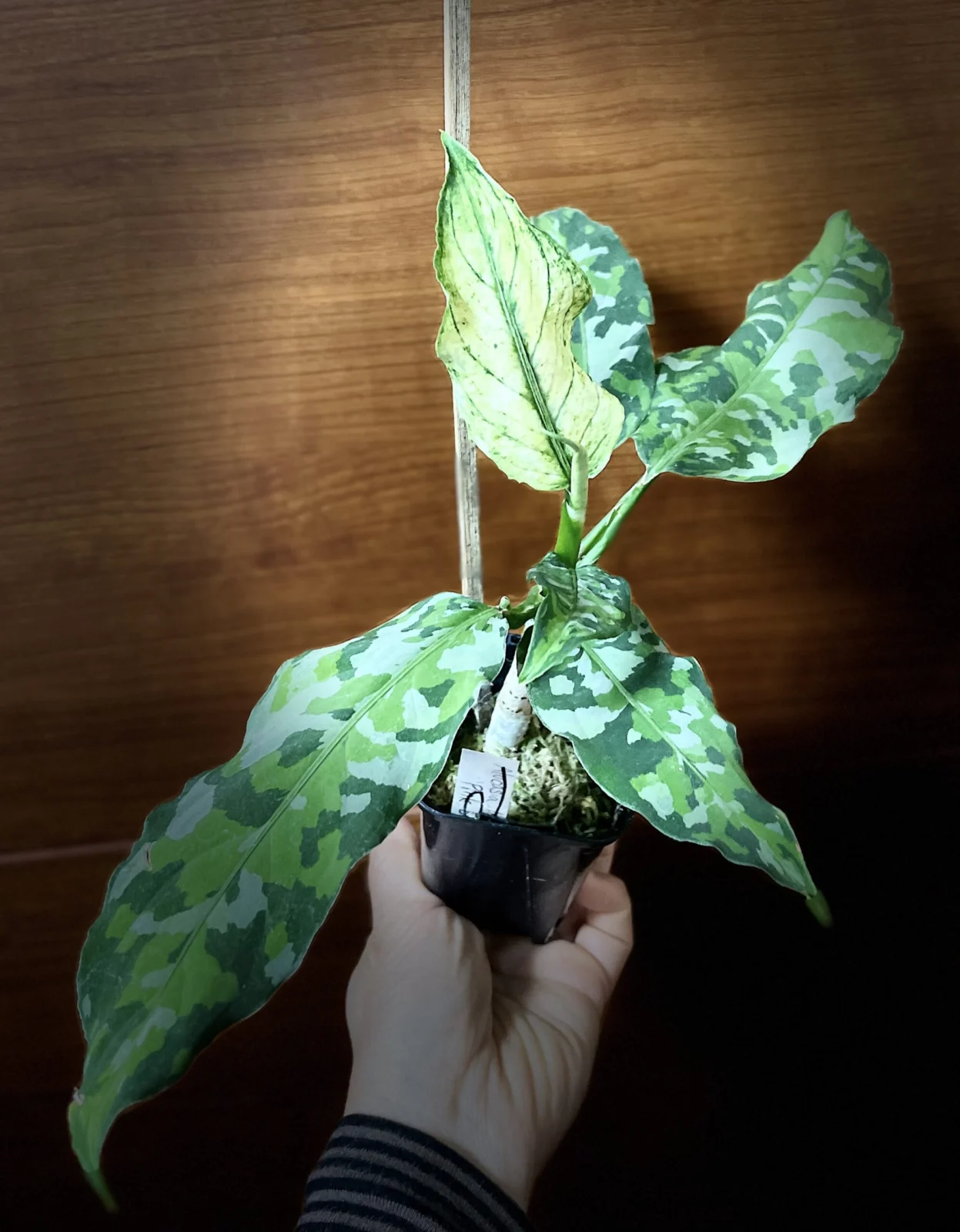 アグラオネマ　アンダマン　新葉