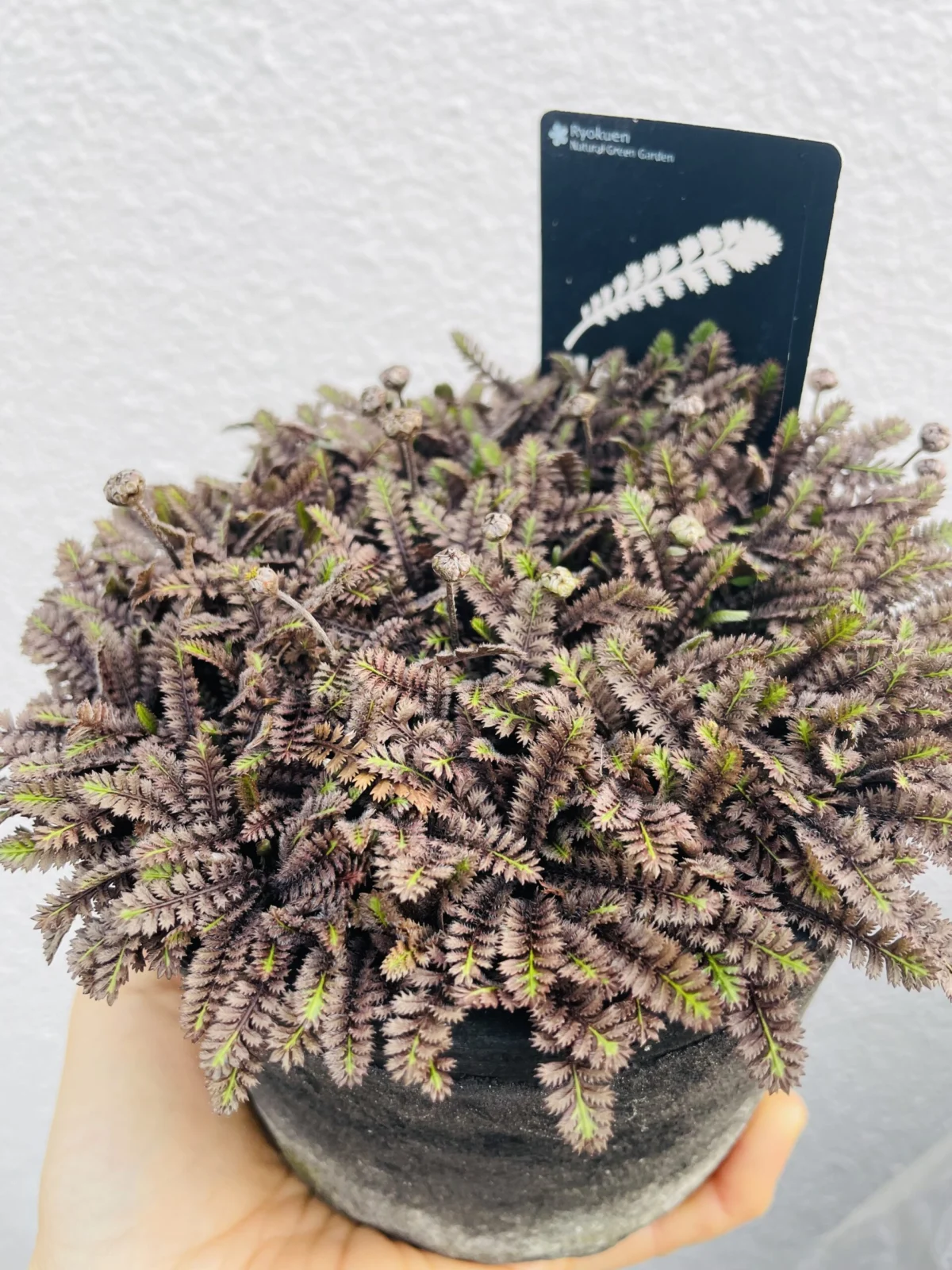 キク　レプティネラ　プラッツブラック　ツボミ