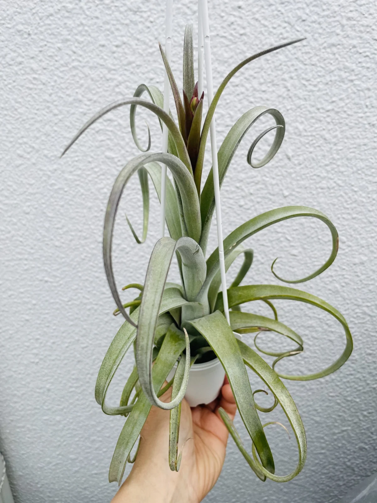 ティランジア　カーリースリム　花