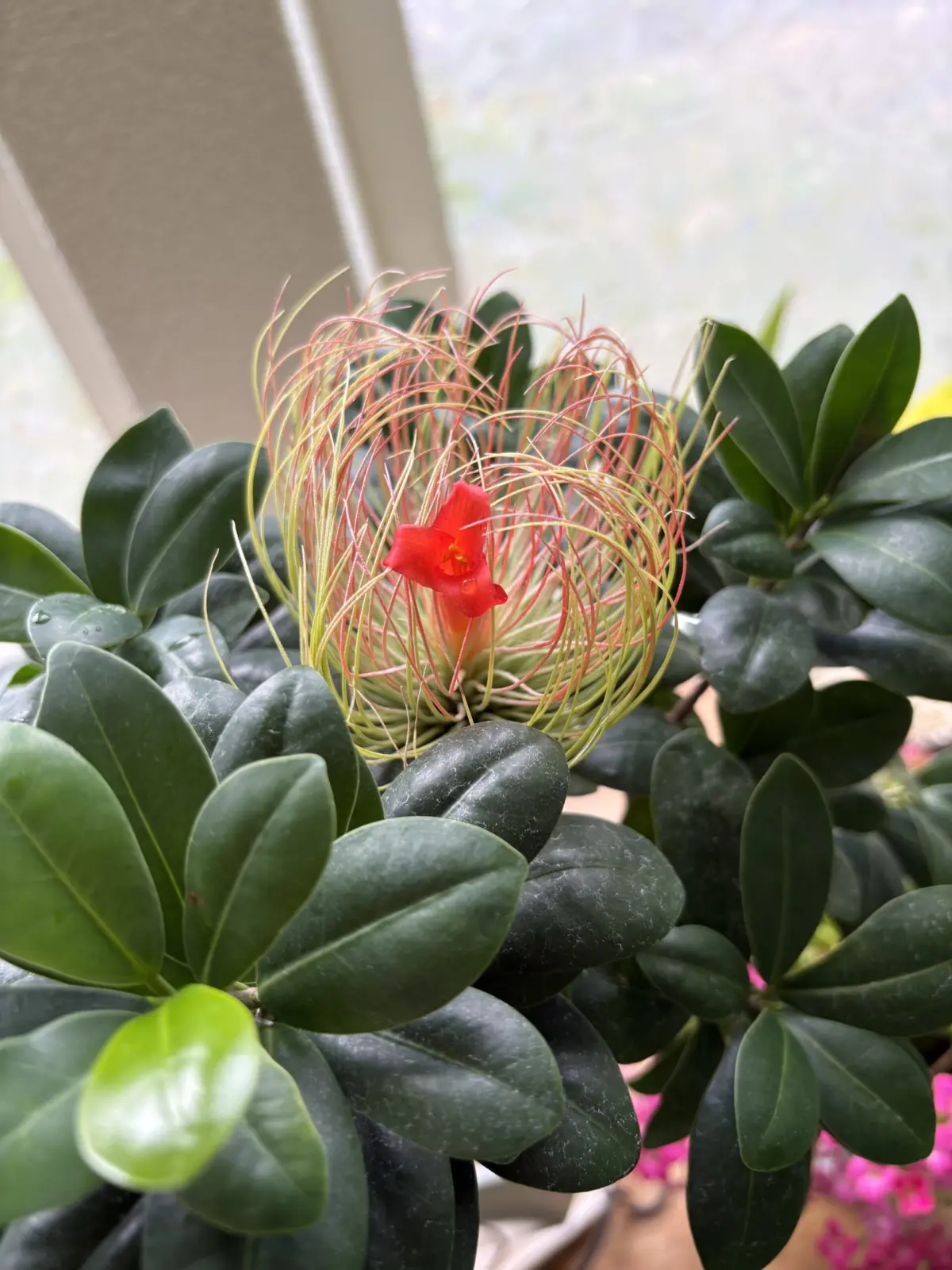 ティランジア アンドレアナ 開花