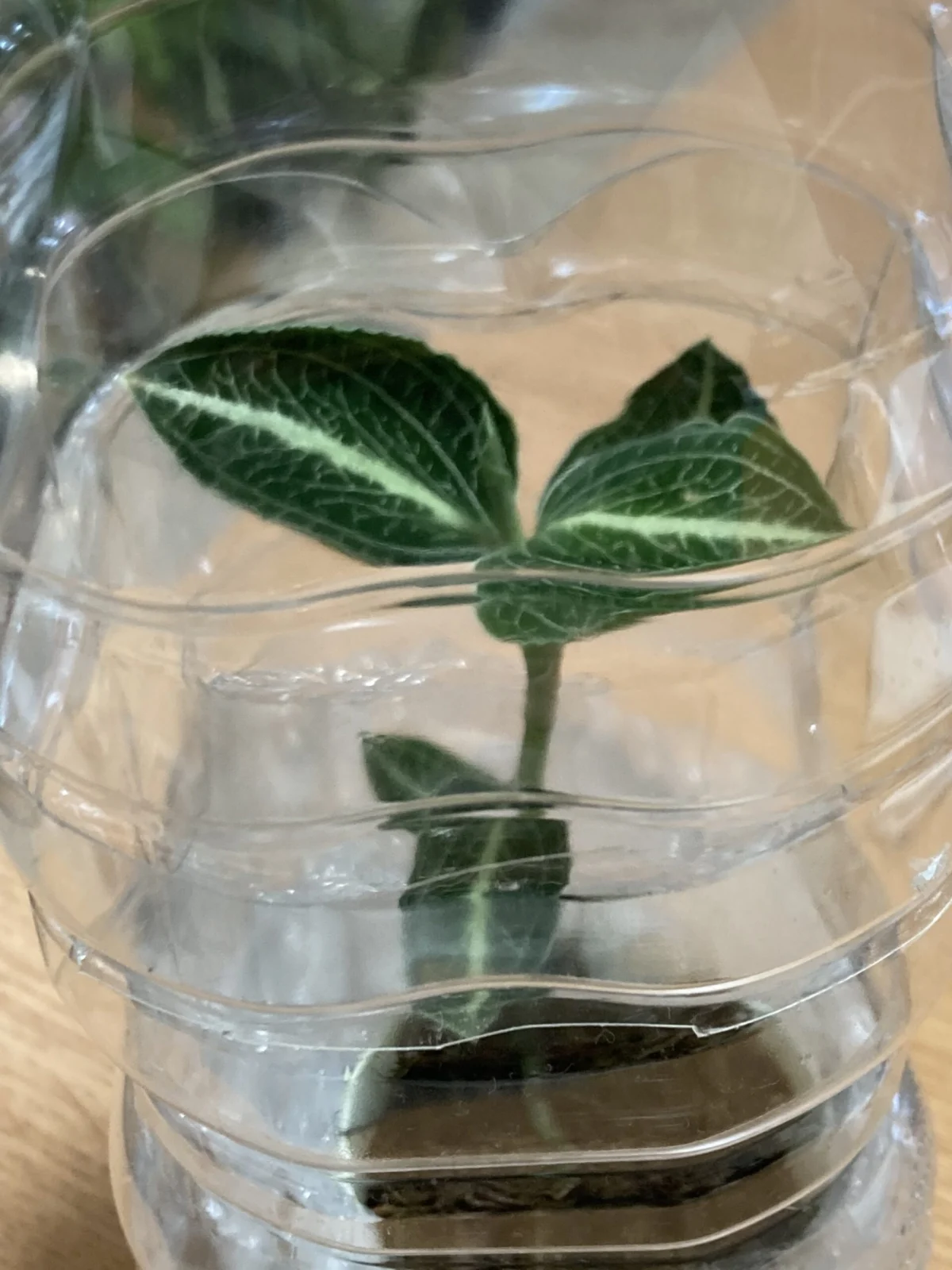 ジュエルオーキッド