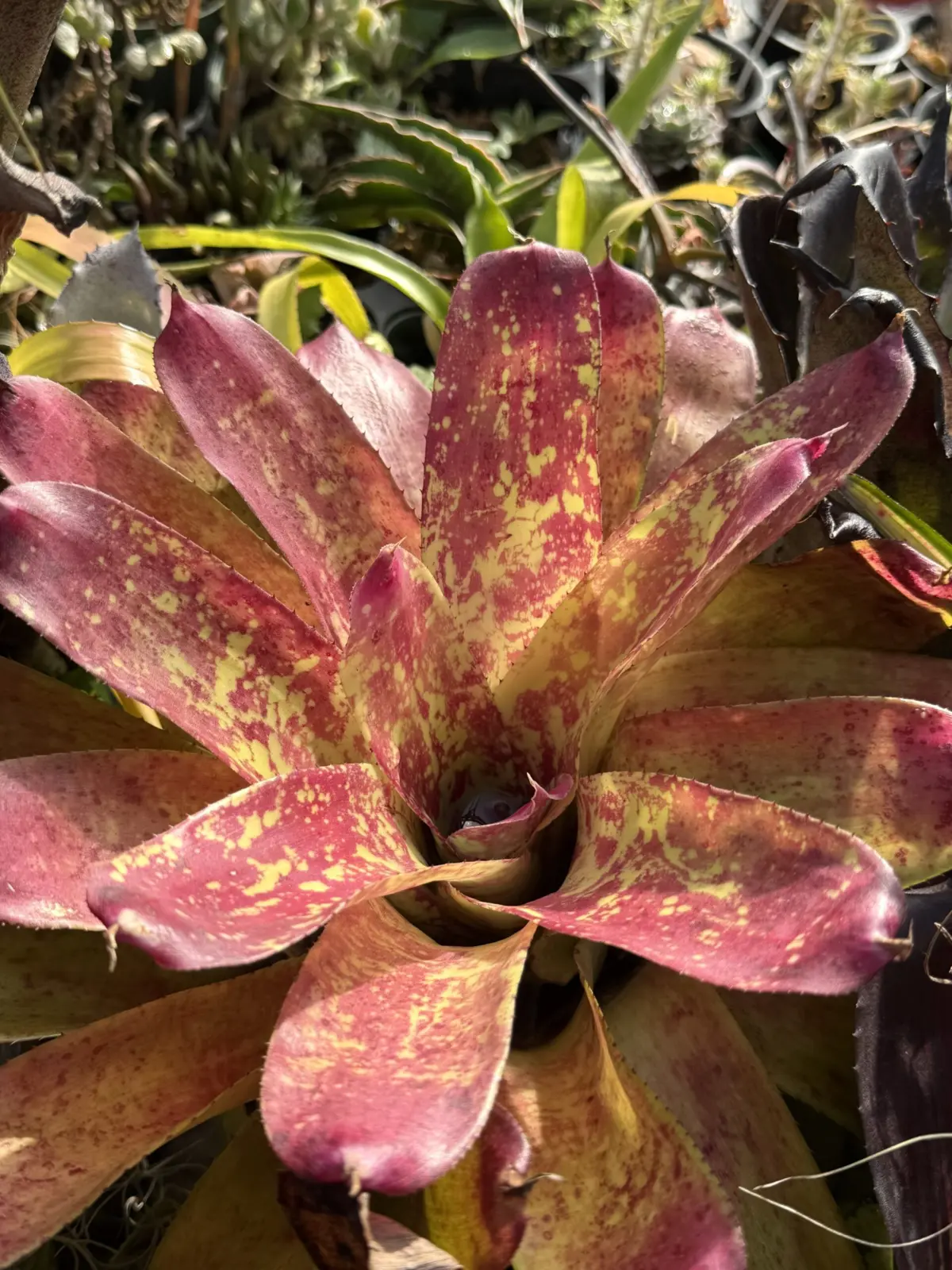 ネオレゲリア ‘オールドラブレター’