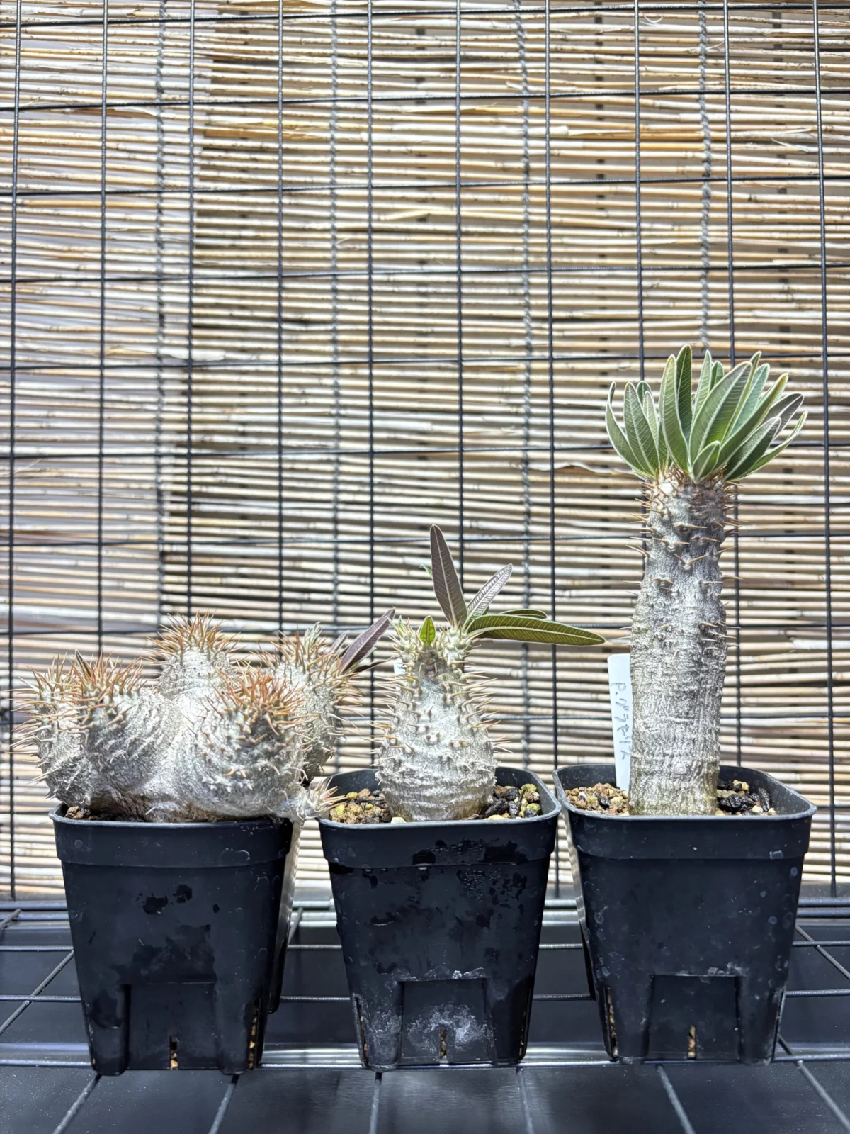 パキポディウム　グラキリス　実生