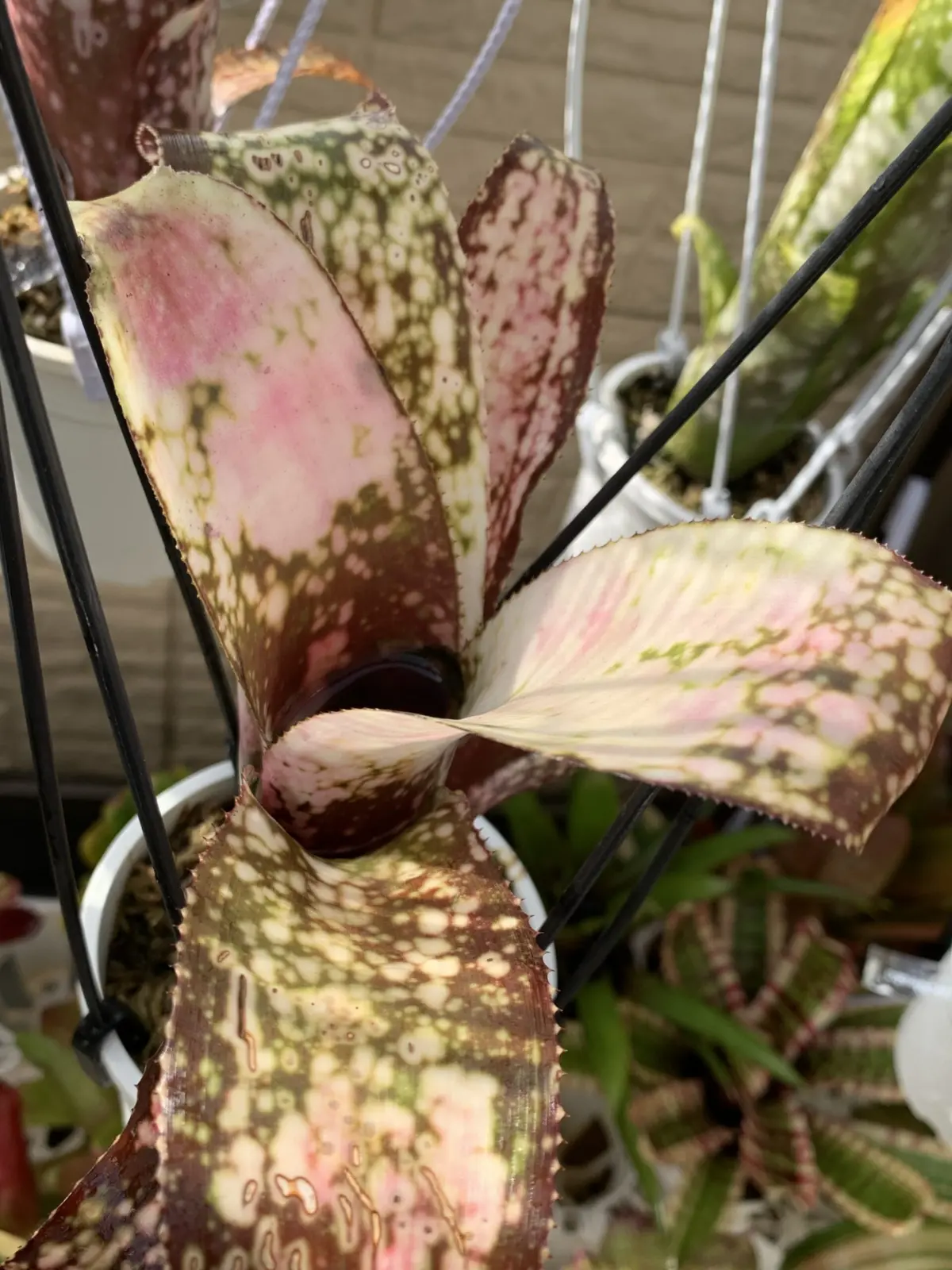 ビルベルギア　ポキートマス