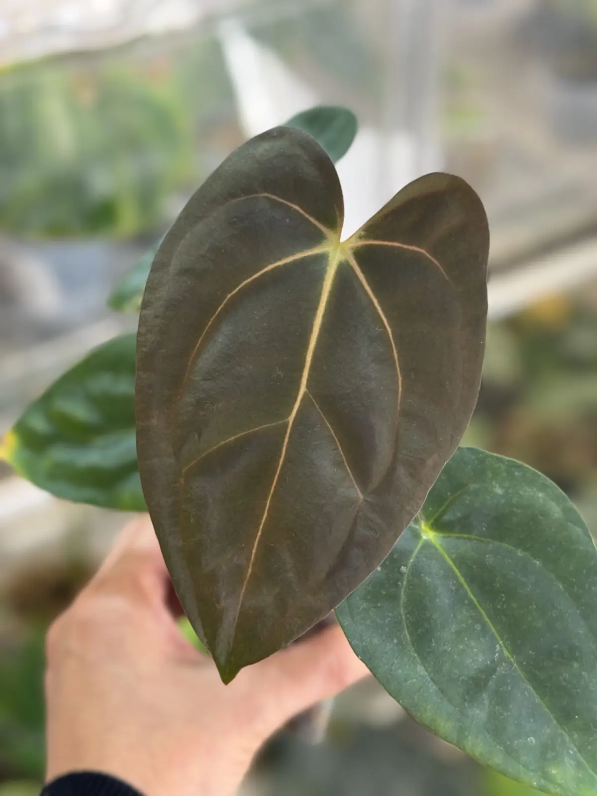 アンスリウム カーラ×パピ