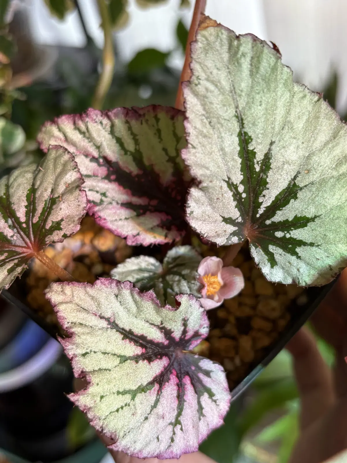 レックスベゴニア イブニンググロー 瀕死からの回復