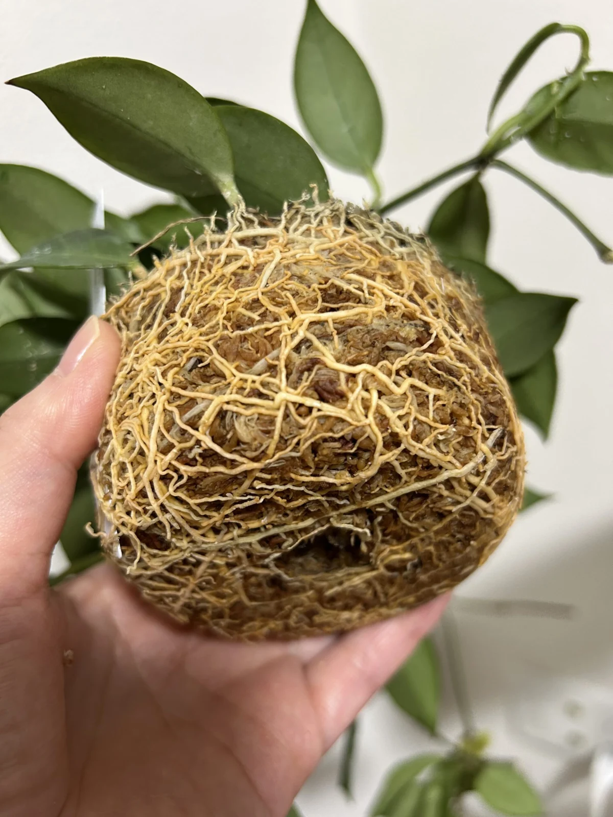 ホヤ　オブスクラ　根っこ