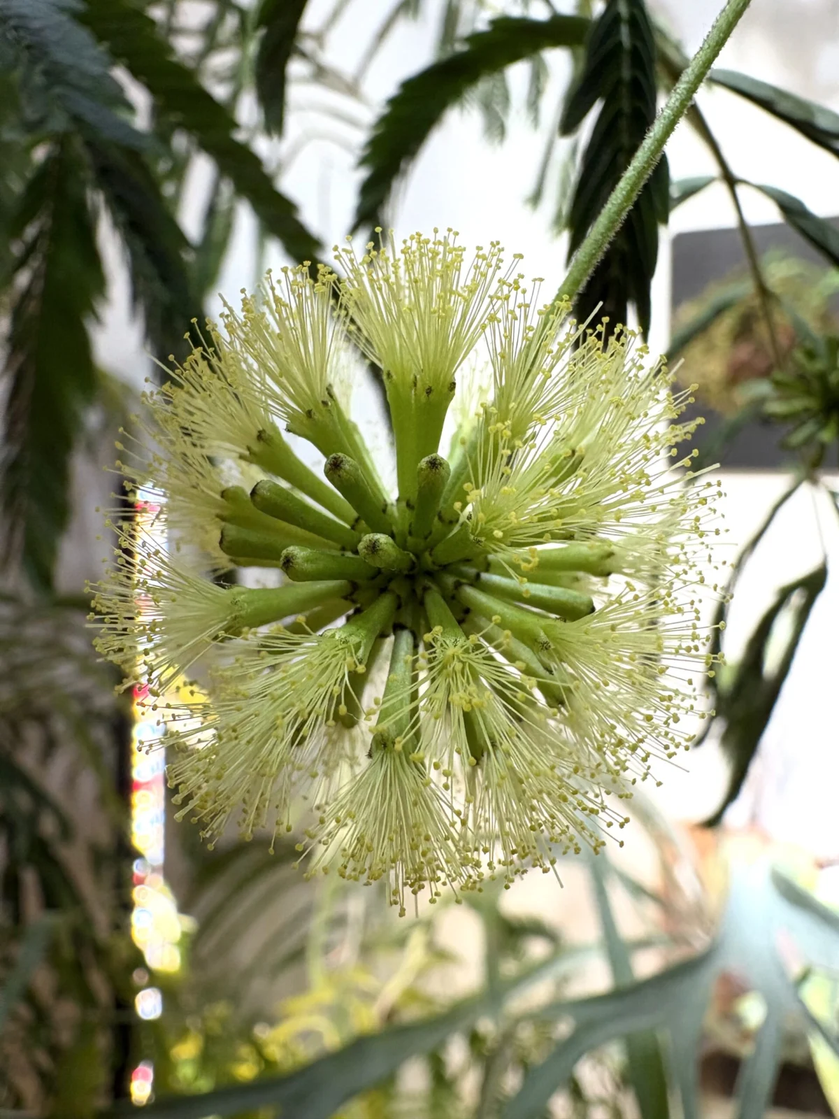 エバーフレッシュ　花