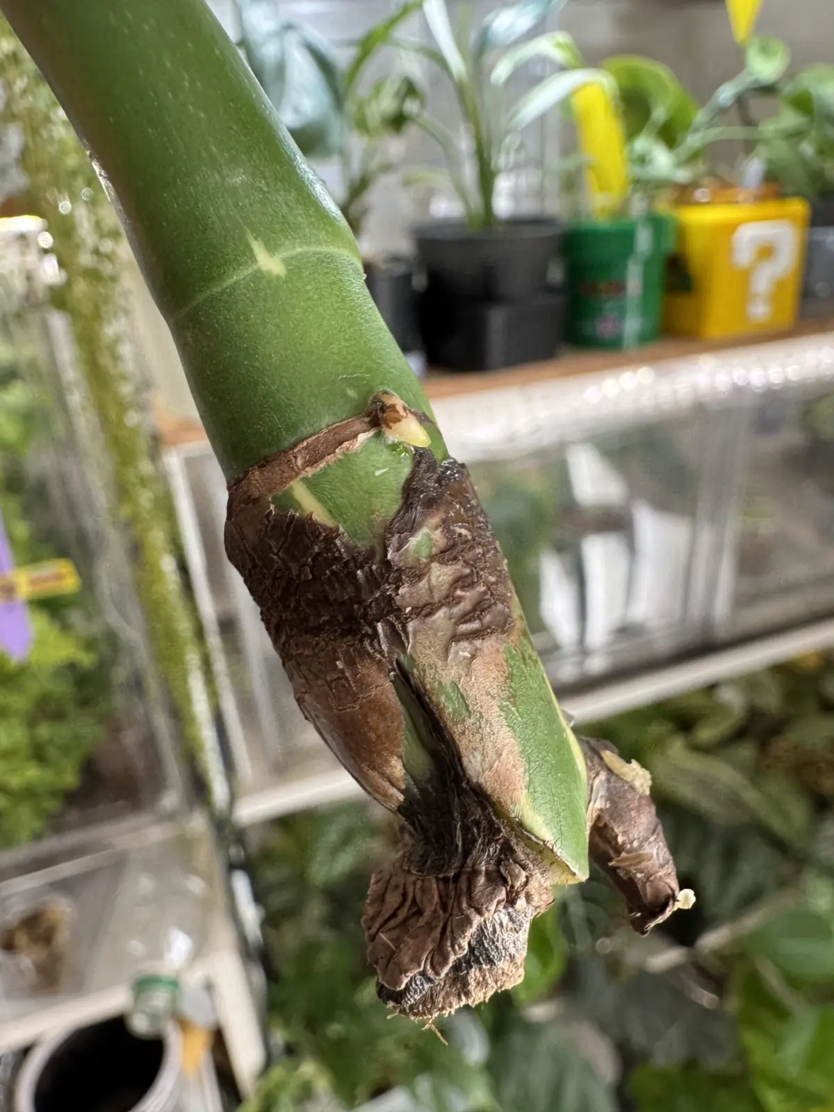 モンステラデリシオーサ タイコンステレーション 根腐れ処置