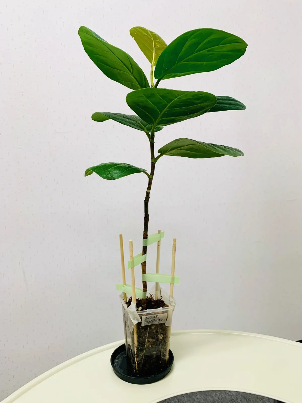 シーグレープ 01